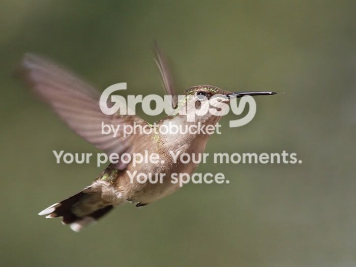 Hummer25June2011.jpg