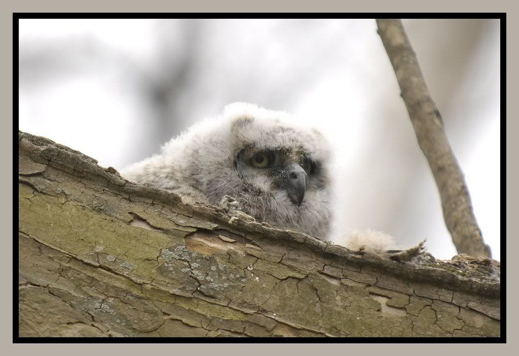 Babyowl2.jpg