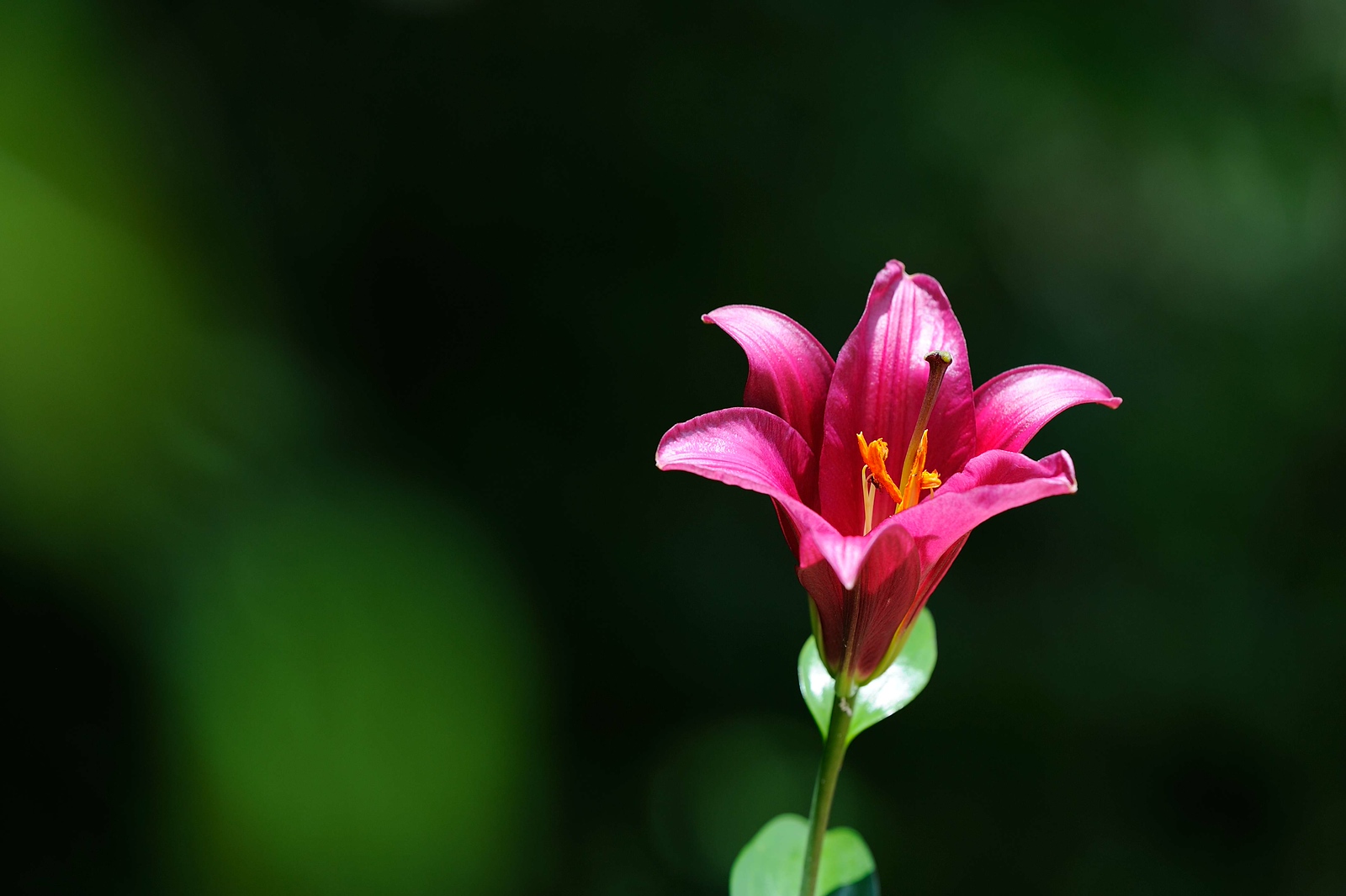 DSC_00066-X3.jpg