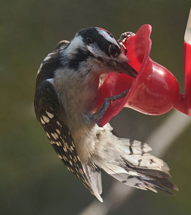 hairy%20at%20feeder%20C1_zpsbwt5yhvs.jpg