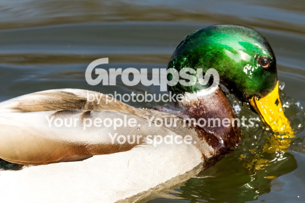 Waterlogged.jpg