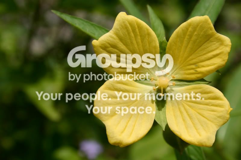 bcp_flower.jpg