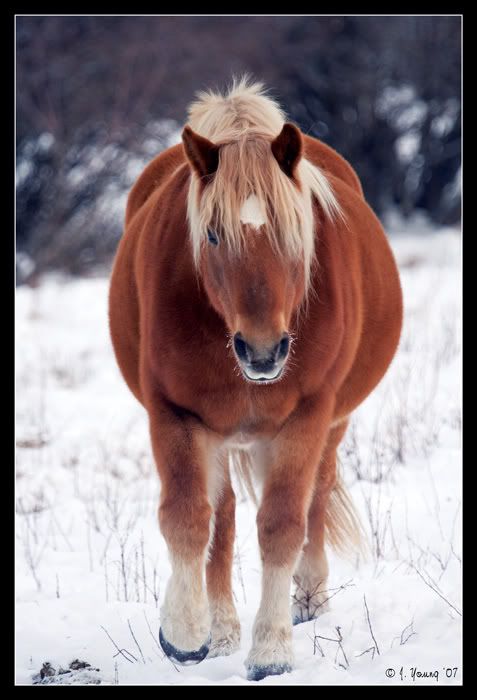 Cold-Horse.jpg