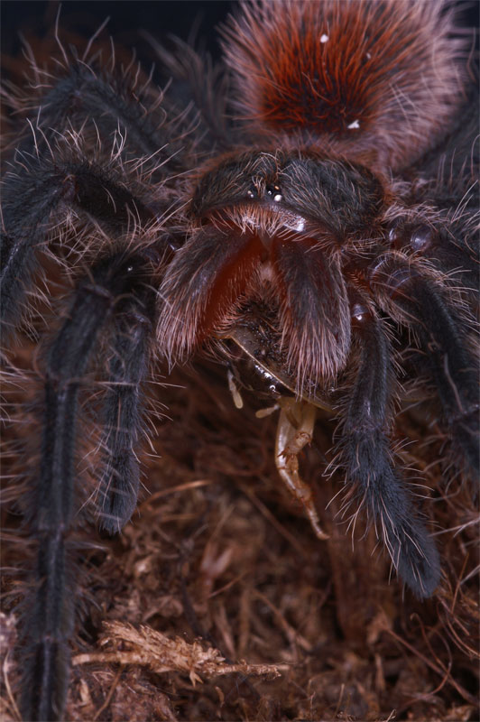 spider27.jpg