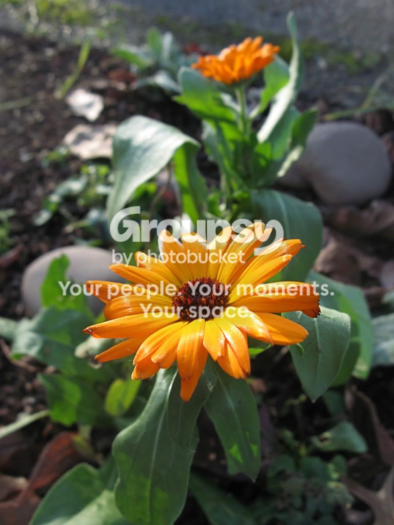 LateBloomer.jpg
