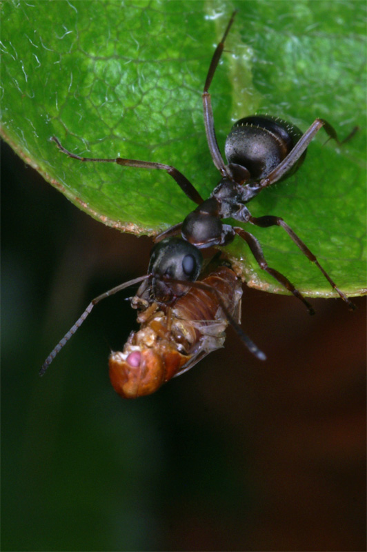 ant4.jpg