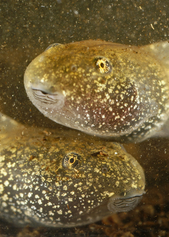 tadpole_04.jpg