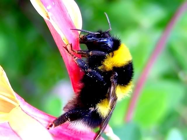 bee.jpg