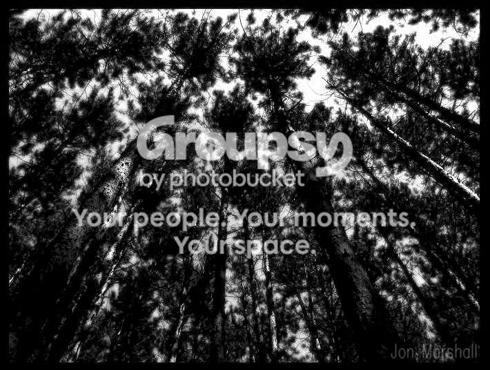 trees3.jpg