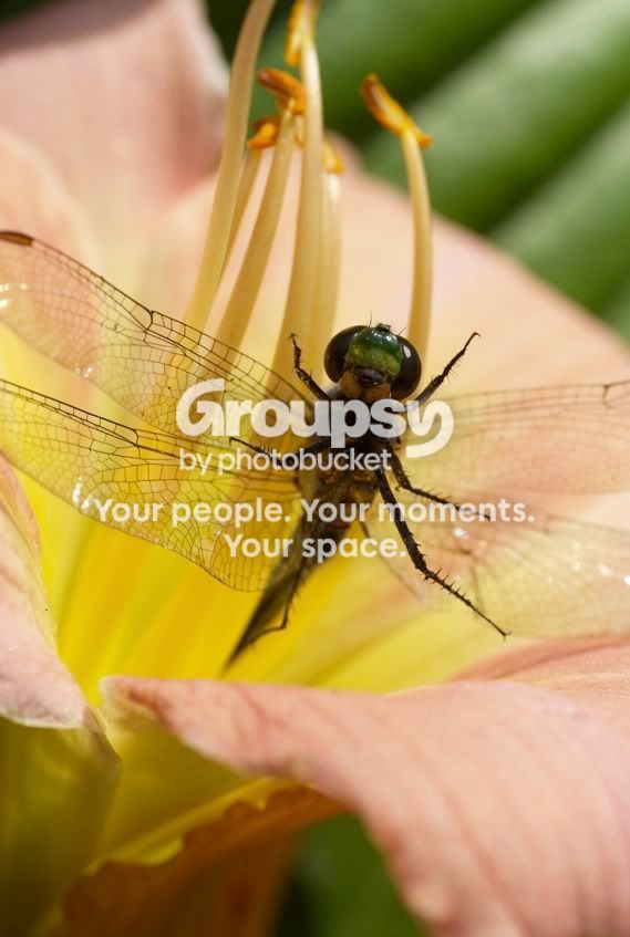 flowerdragon11.jpg