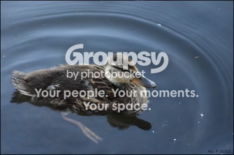 duckling.jpg
