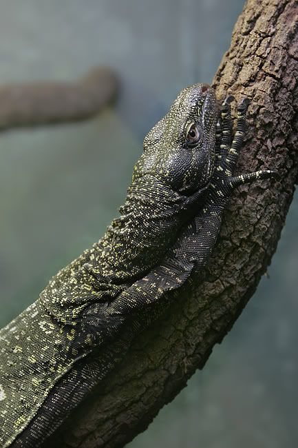 smalldragon-sm.jpg