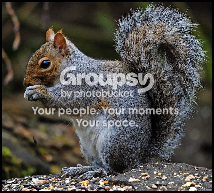squirrel.jpg