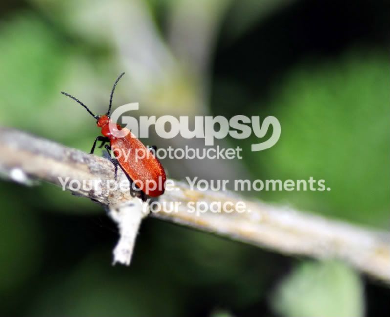 redbug.jpg