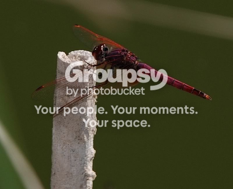 adragon2.jpg