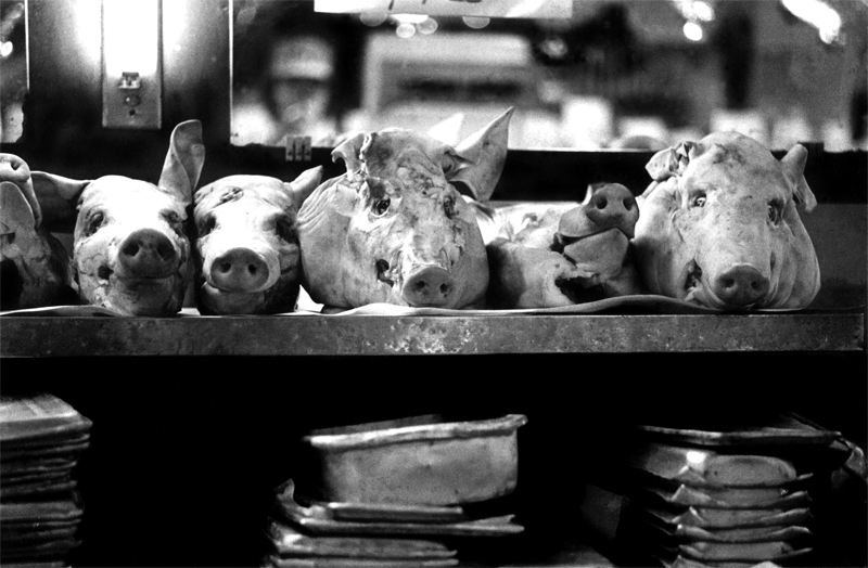 Pigs%20Heads%20-%20W.jpg