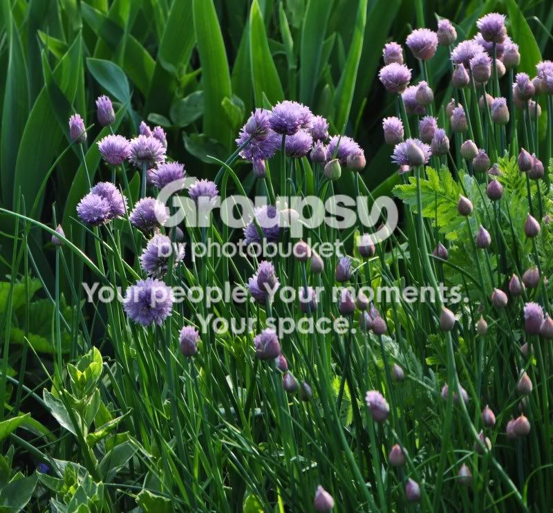 scenes027.jpg