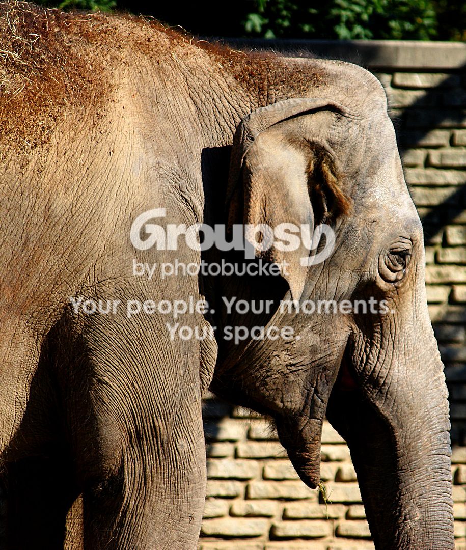 Elephant.jpg