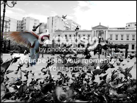 Athenspigeonflock.jpg
