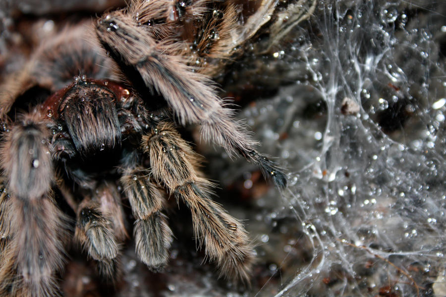 Molting_1_by_mack1time.jpg