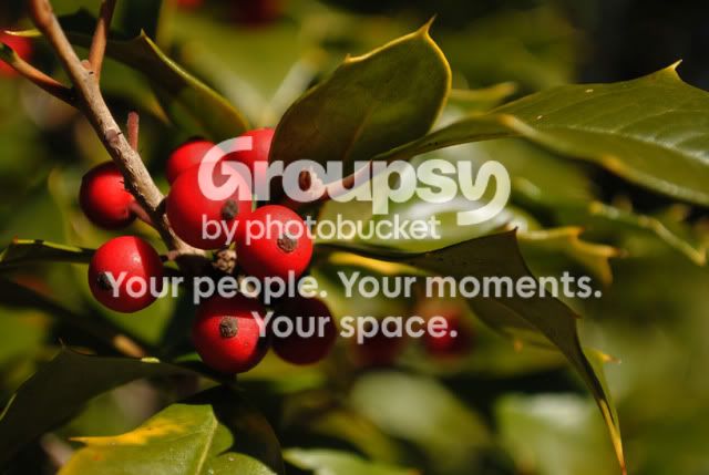 redberry.jpg