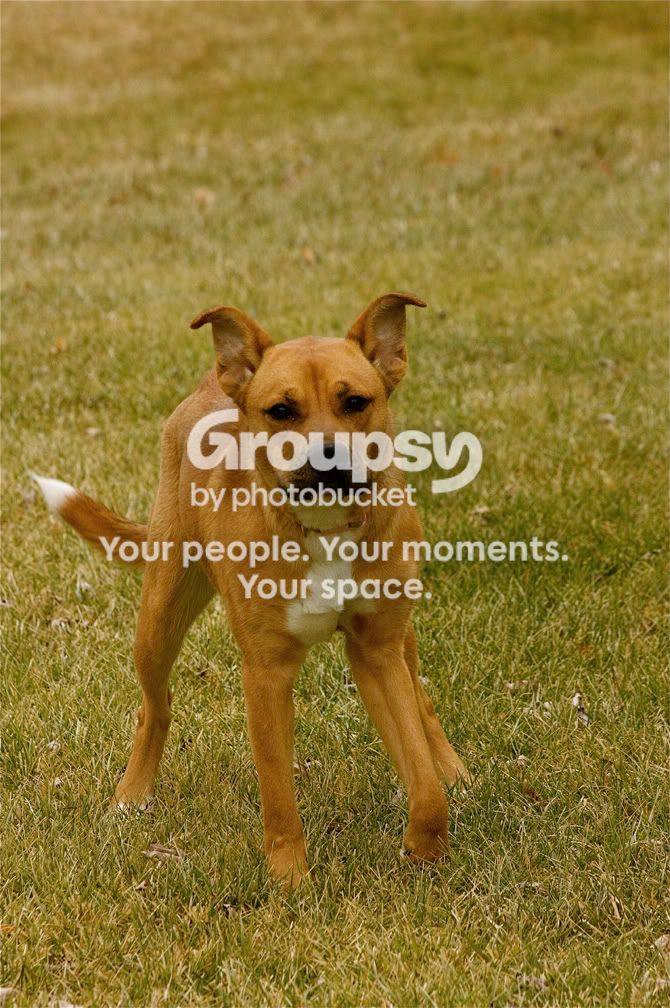 Dog4.jpg