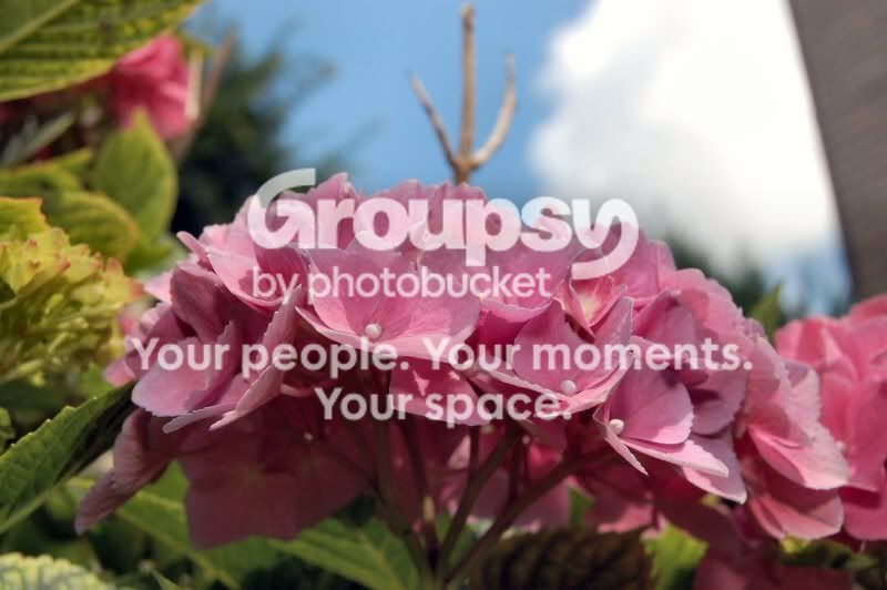 flowers27small.jpg