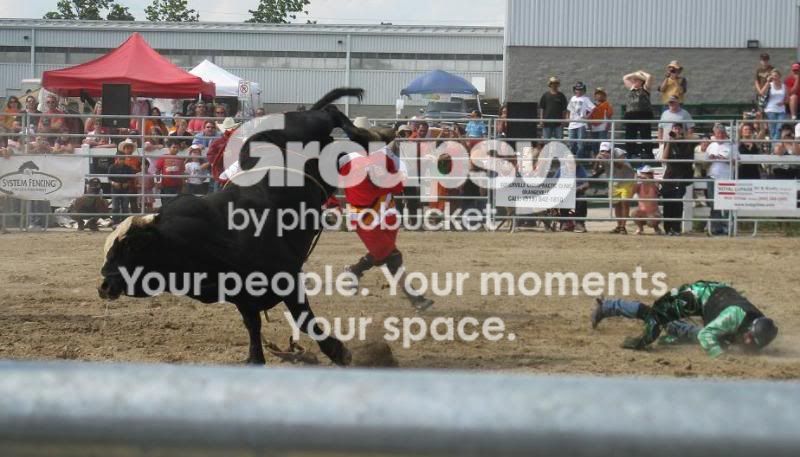 bull3web-1.jpg