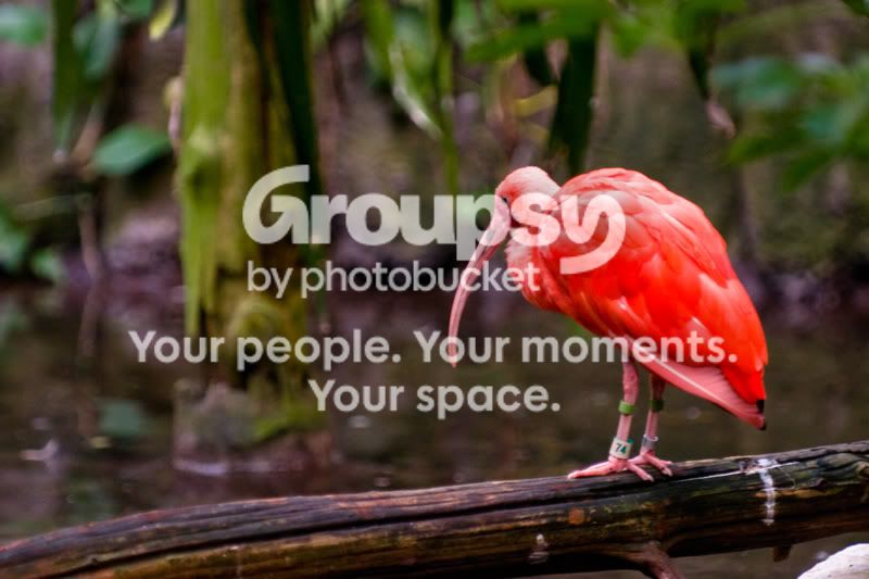 Conspiracy-Ibis.jpg