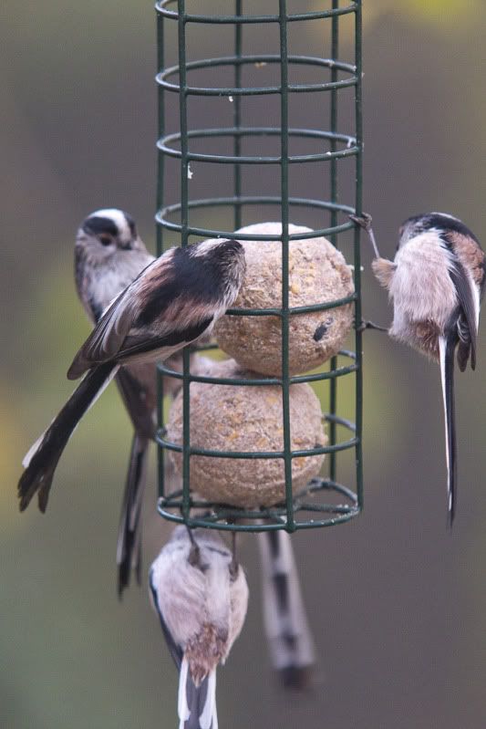 LTT10--1.jpg