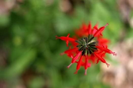 salvia_5443share.jpg
