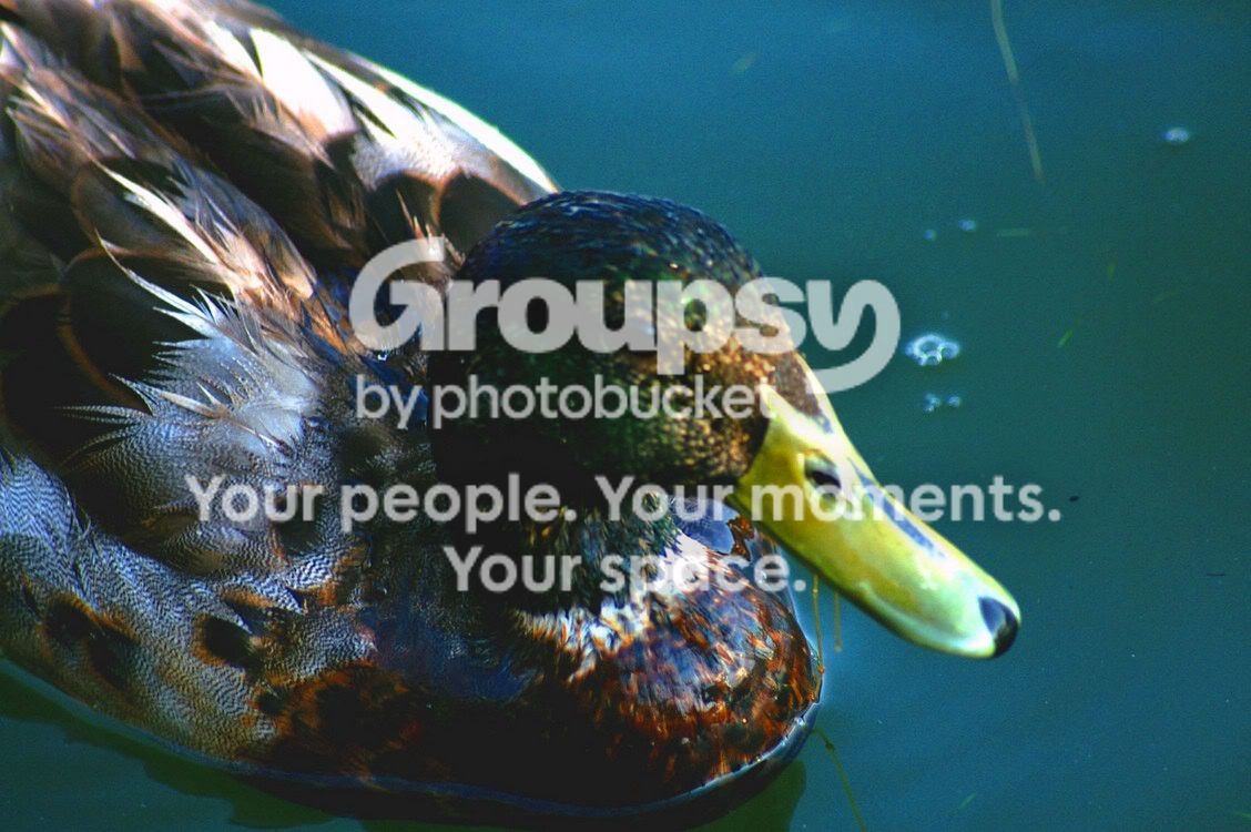 Ducksdowntown154b.jpg