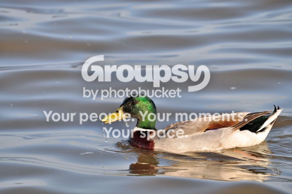 duck4.jpg