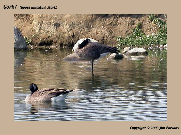 goose002.jpg
