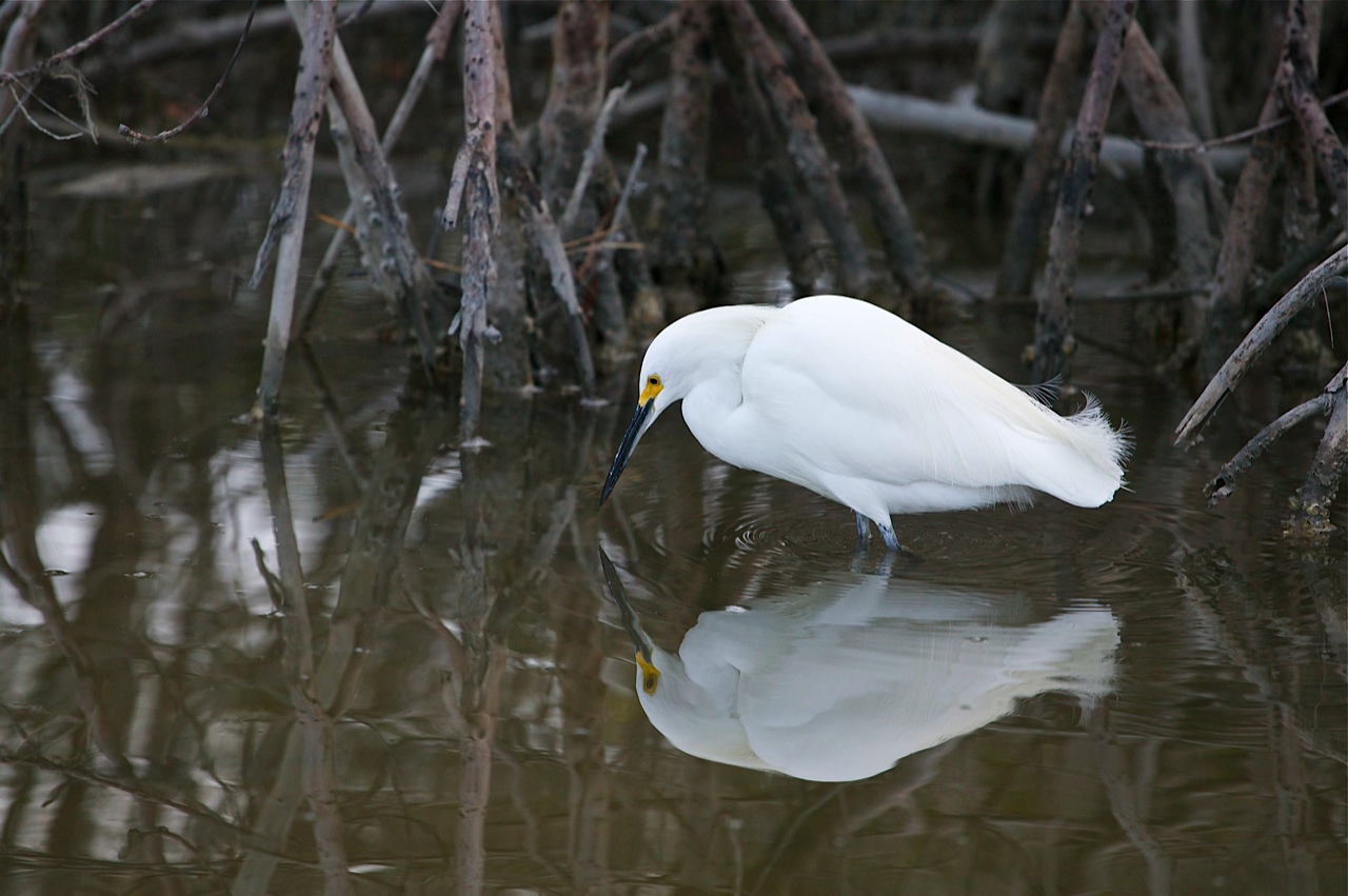 egret.jpg