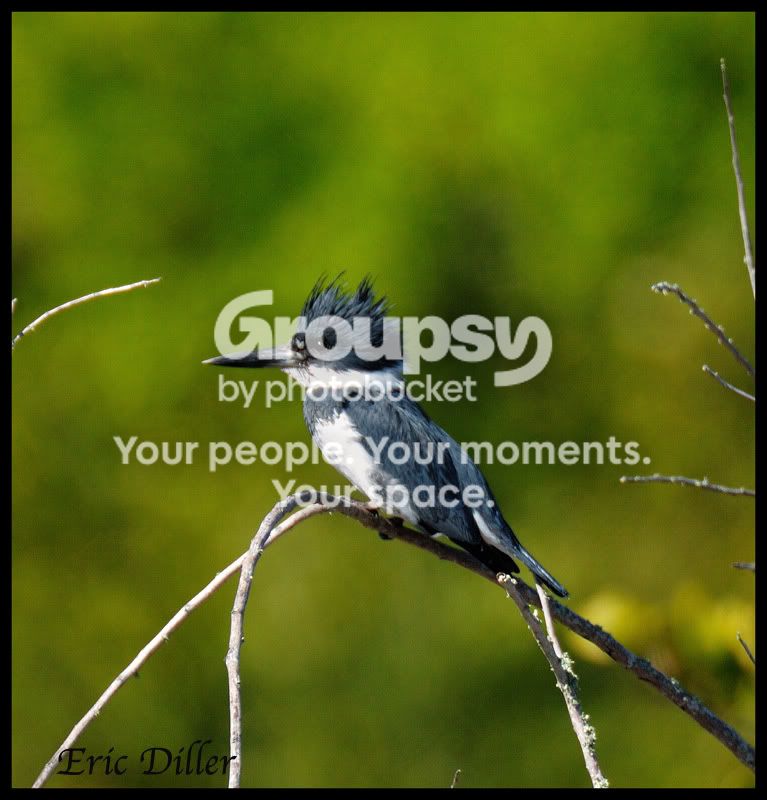 ECD_6390copy.jpg