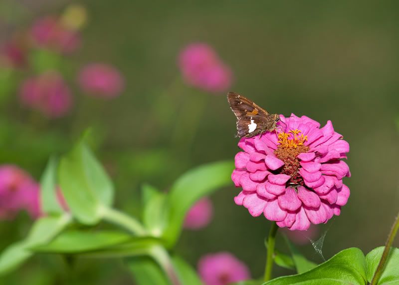 Flowers85mm-3.jpg