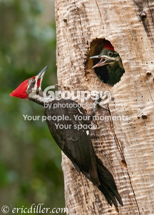 _ECD4505-copy860.jpg