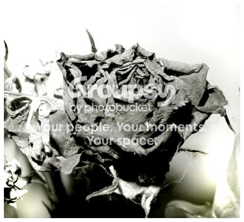 dflower1web.jpg