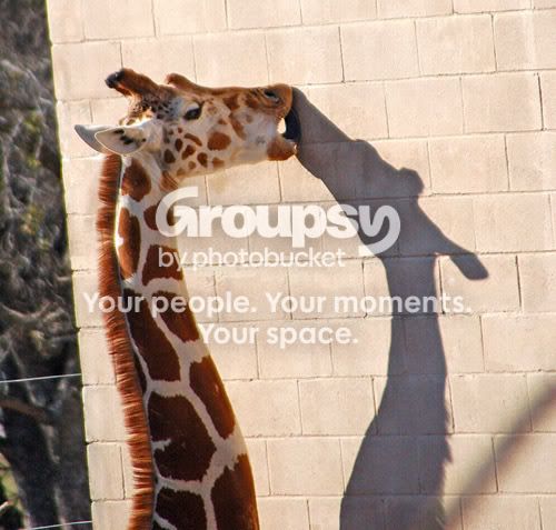 Giraffe1.jpg
