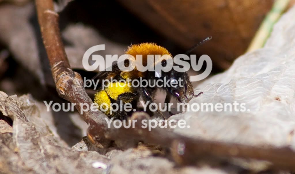 bee.jpg