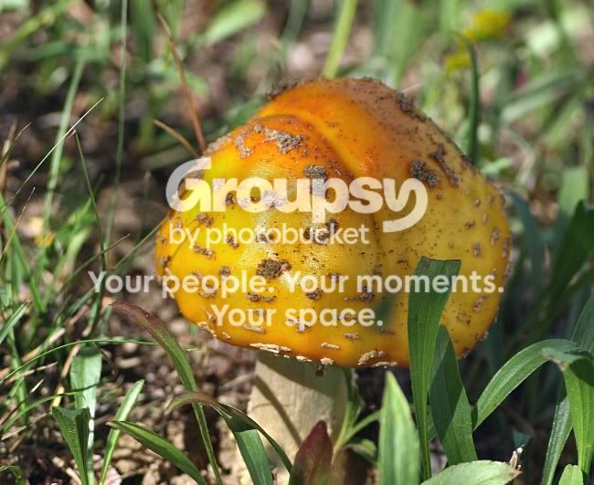 Mushroomyellow.jpg