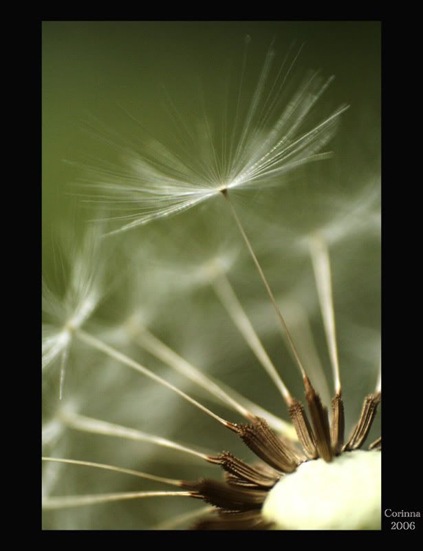 Lwenzahn-Macro_04.jpg