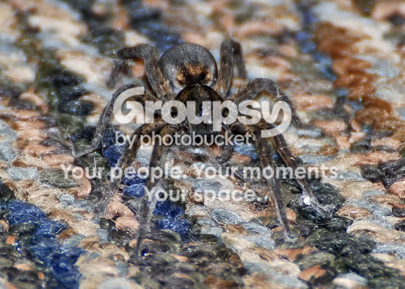 Spider6062resized.jpg