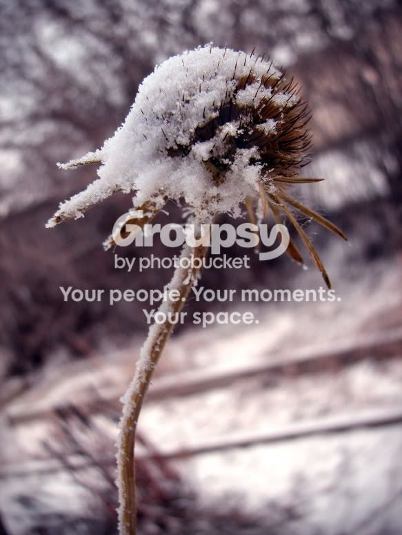 snowyflower.jpg
