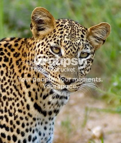LEOPARDPORTRAIT2.jpg