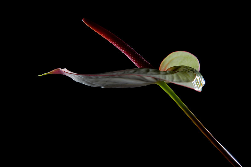 IMG6870-L.jpg