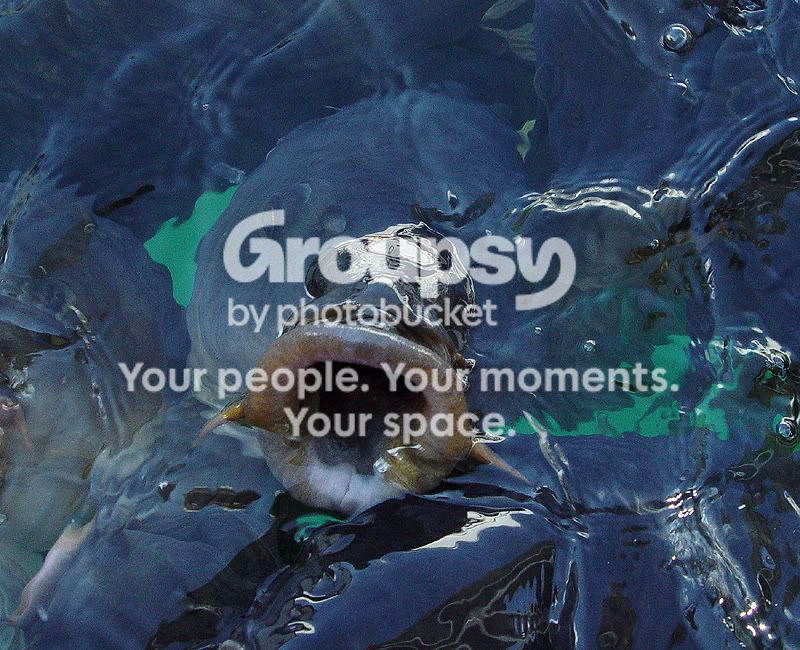 fish_lips.jpg
