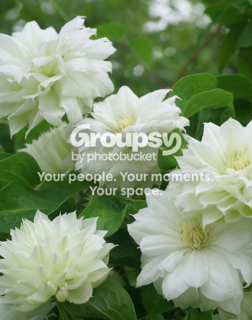 flowerstoday009.jpg