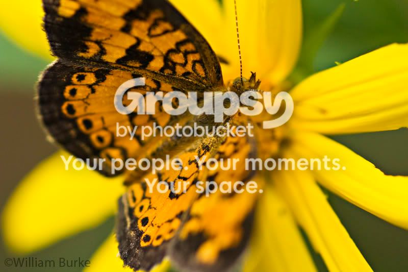 butterfly.jpg
